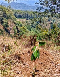 Reboisasi Kawasan Penyangga Sumber Mata Air